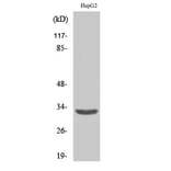 Western blot - ANT3 Polyclonal Antibody from Signalway Antibody (40595) - Antibodies.com