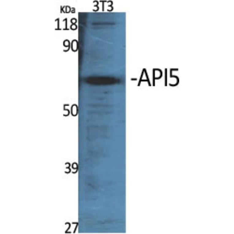 Western blot - API5 Polyclonal Antibody from Signalway Antibody (40602) - Antibodies.com