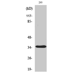 Western blot - AQP4 Polyclonal Antibody from Signalway Antibody (40608) - Antibodies.com