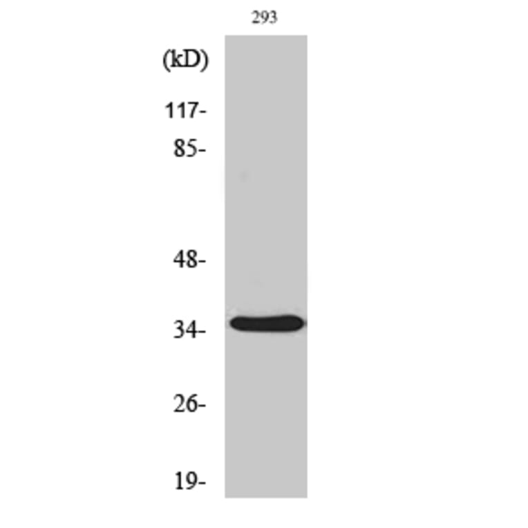 Western blot - AQP4 Polyclonal Antibody from Signalway Antibody (40608) - Antibodies.com