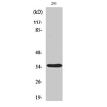 Western blot - AQP4 Polyclonal Antibody from Signalway Antibody (40608) - Antibodies.com