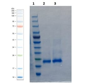 SDS-PAGE - Recombinant Human BMP4 Protein (A350283) - Antibodies.com