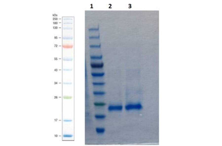 SDS-PAGE - Recombinant Human BMP4 Protein (A350283) - Antibodies.com