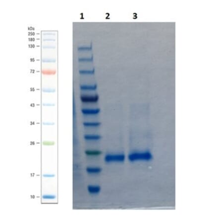 SDS-PAGE - Recombinant Human BMP4 Protein (A350283) - Antibodies.com