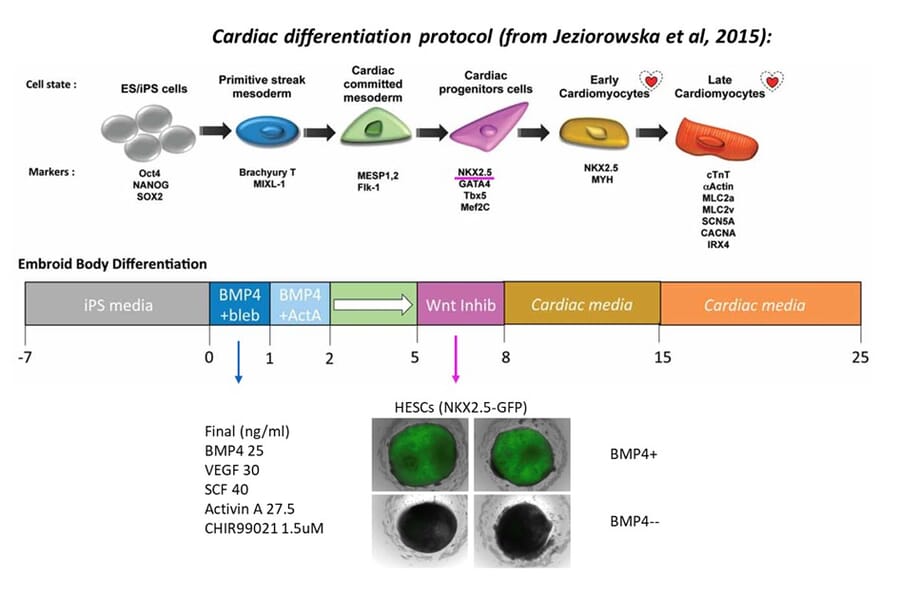 Functional Studies - Recombinant Human BMP4 Protein (A350283) - Antibodies.com