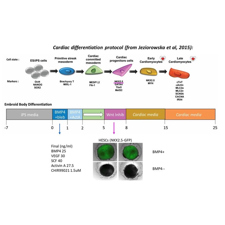 Functional Studies - Recombinant Human BMP4 Protein (A350283) - Antibodies.com