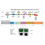 Functional Studies - Recombinant Human BMP4 Protein (A350283) - Antibodies.com
