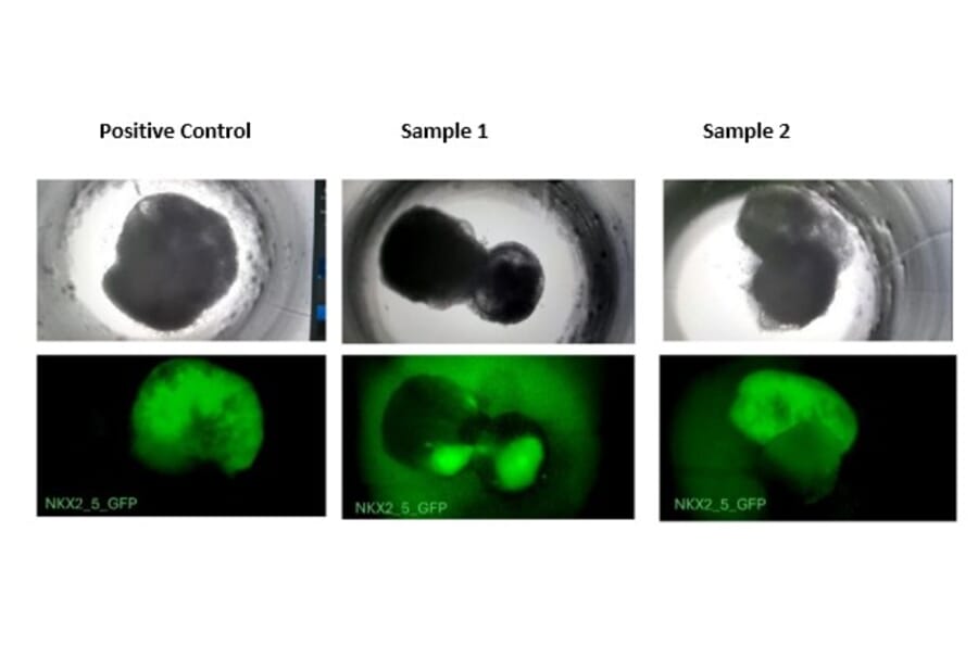 Functional Studies - Recombinant Human BMP4 Protein (A350283) - Antibodies.com