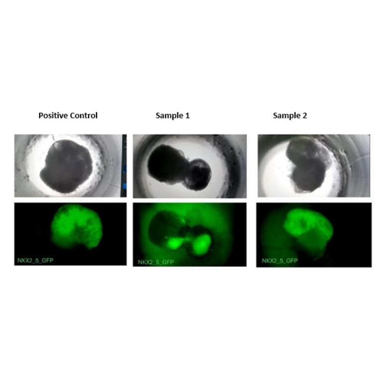 Functional Studies - Recombinant Human BMP4 Protein (A350283) - Antibodies.com