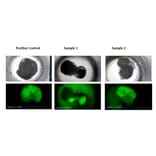 Functional Studies - Recombinant Human BMP4 Protein (A350283) - Antibodies.com