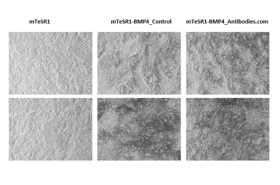 Functional Studies - Recombinant Human BMP4 Protein (A350283) - Antibodies.com