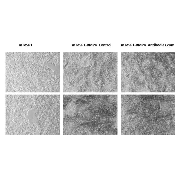 Functional Studies - Recombinant Human BMP4 Protein (A350283) - Antibodies.com