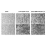 Functional Studies - Recombinant Human BMP4 Protein (A350283) - Antibodies.com