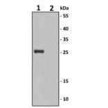 IL-6 Antibody KO Validation - Human IL-6 ELISA Kit (A350386) - Antibodies.com