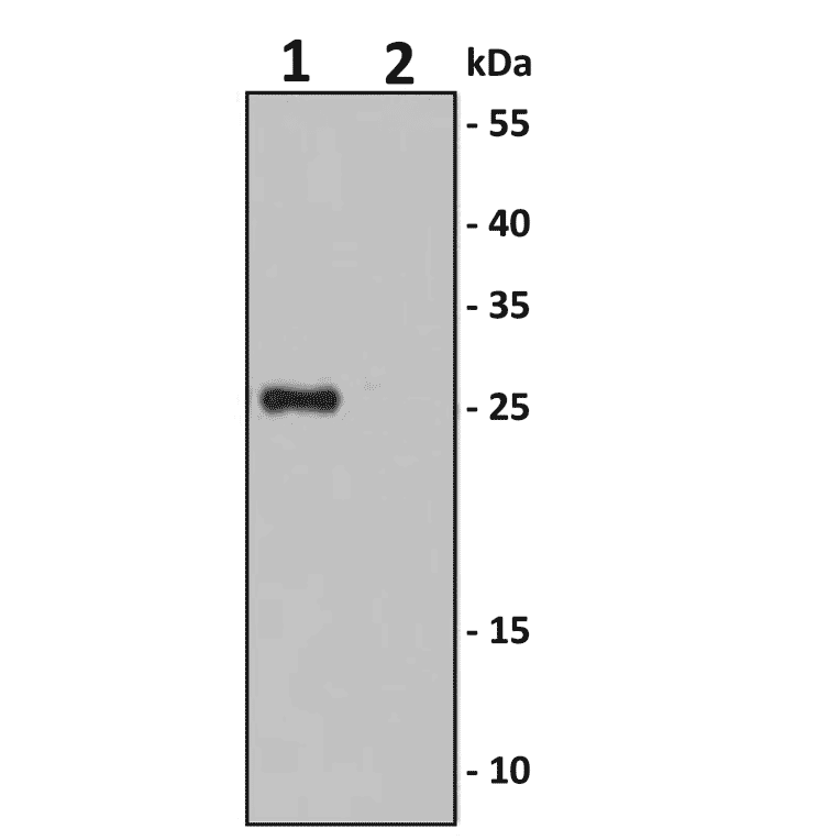 IL-6 Antibody KO Validation - Human IL-6 ELISA Kit (High Sensitivity) (A350897) - Antibodies.com