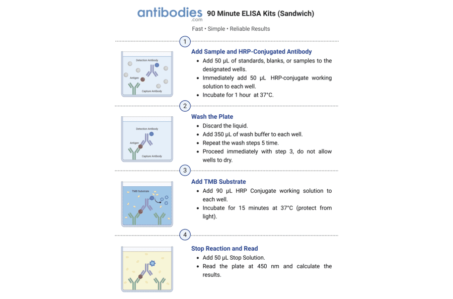 90 Minute Sandwich ELISA Workflow - Human C5a ELISA Kit (A351953) - Antibodies.com