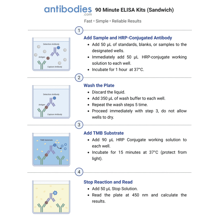 90 Minute Sandwich ELISA Workflow - Human C5a ELISA Kit (A351953) - Antibodies.com