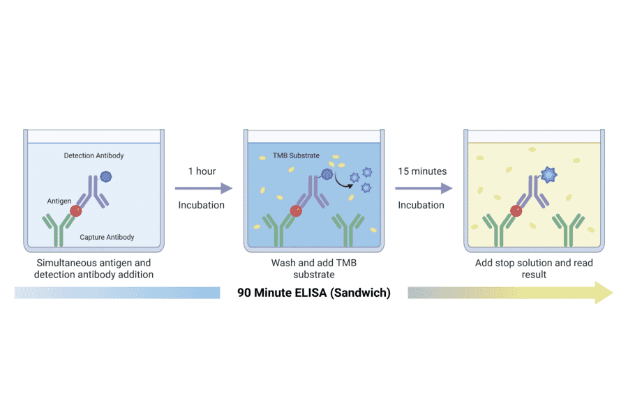 90 Minute Sandwich ELISA Schematic - Human C5a ELISA Kit (A351953) - Antibodies.com
