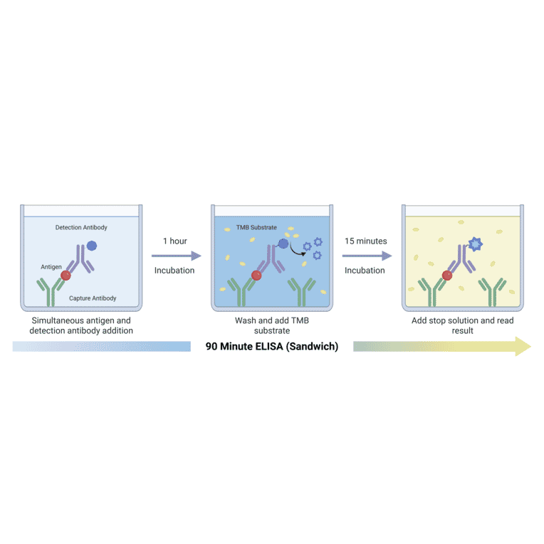 90 Minute Sandwich ELISA Schematic - Human C5a ELISA Kit (A351953) - Antibodies.com