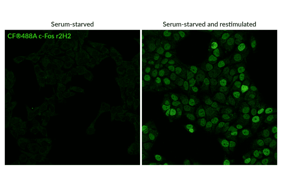 Immunofluorescence of anti-c-Fos Antibody [r2H2] (CF®488A) - Anti-c-Fos Antibody [r2H2] (CF®594) (A351981) -Antibodies.com