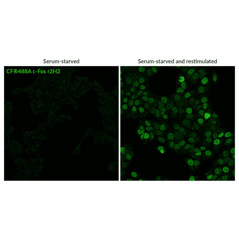 Immunofluorescence of anti-c-Fos Antibody [r2H2] (CF®488A) - Anti-c-Fos Antibody [r2H2] (CF®740) (A351985) -Antibodies.com