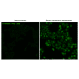 Immunofluorescence of anti-c-Fos Antibody [r2H2] (CF®488A) - Anti-c-Fos Antibody [r2H2] (CF®790) (A351986) -Antibodies.com