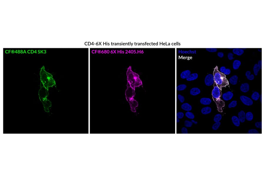 Immunofluorescence - Anti-CD4 Antibody [SK3] (PerCP) (A352002) - Antibodies.com