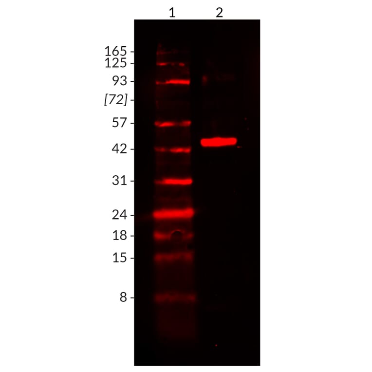 Wstern Blot - Anti-His Tag Antibody [2405.H6] (CF®405S) (A352053) - Antibodies.com