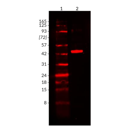 Wstern Blot - Anti-His Tag Antibody [2405.H6] (CF®568) (A352055) - Antibodies.com