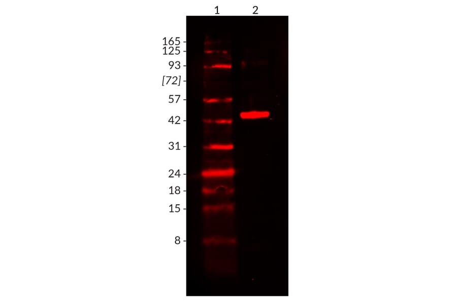 Wstern Blot - Anti-His Tag Antibody [2405.H6] (CF®594) (A352056) - Antibodies.com