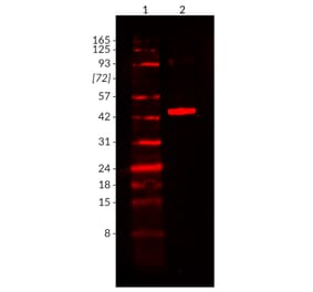 Wstern Blot - Anti-His Tag Antibody [2405.H6] (CF®680) (A352059) - Antibodies.com