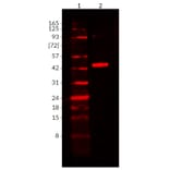 Wstern Blot - Anti-His Tag Antibody [2405.H6] (CF®680) (A352059) - Antibodies.com