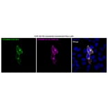 Immunofluorescence - Anti-His Tag Antibody [2405.H6] (CF®740) (A352061) - Antibodies.com