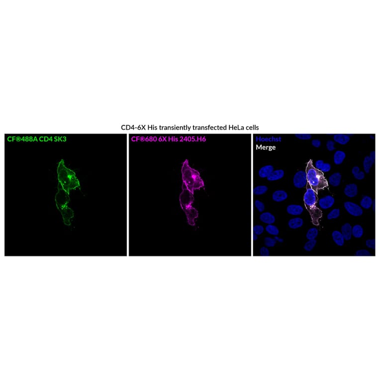 Immunofluorescence - Anti-His Tag Antibody [2405.H6] (CF®790) (A352063) - Antibodies.com