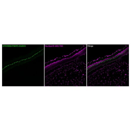 Immunofluorescence - Anti-PSD95 Antibody [rK28/43] (CF®647) (A352071) - Antibodies.com