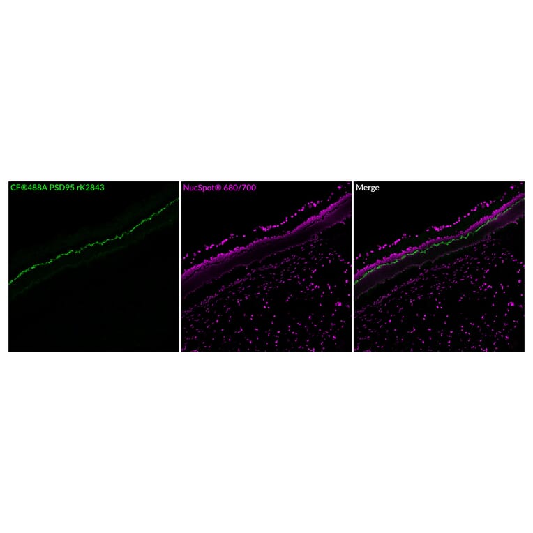 Immunofluorescence - Anti-PSD95 Antibody [rK28/43] (CF®647) (A352071) - Antibodies.com
