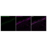 Immunofluorescence - Anti-PSD95 Antibody [rK28/43] (CF®647) (A352071) - Antibodies.com