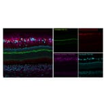Immunofluorescence - Anti-PSD95 Antibody [rK28/43] (CF®647) (A352071) - Antibodies.com