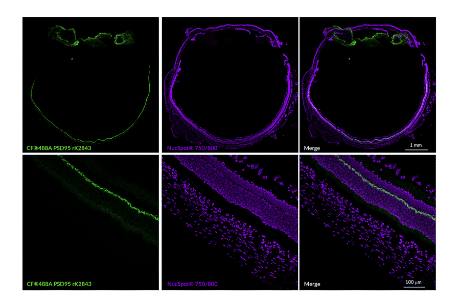 Immunofluorescence - Anti-PSD95 Antibody [rK28/43] (CF®647) (A352071) - Antibodies.com