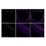 Immunofluorescence - Anti-PSD95 Antibody [rK28/43] (CF®647) (A352071) - Antibodies.com