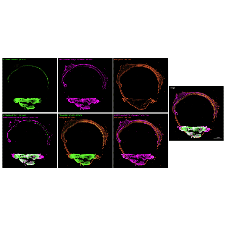 Immunofluorescence - Anti-PSD95 Antibody [rK28/43] (CF®647) (A352071) - Antibodies.com