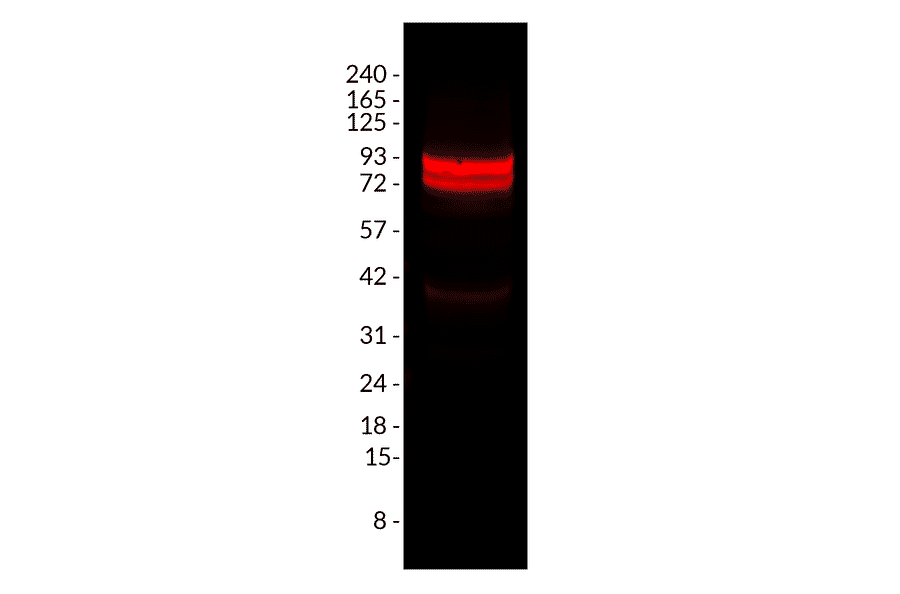 Wstern Blot - Anti-PSD95 Antibody [rK28/43] (CF®647) (A352071) - Antibodies.com