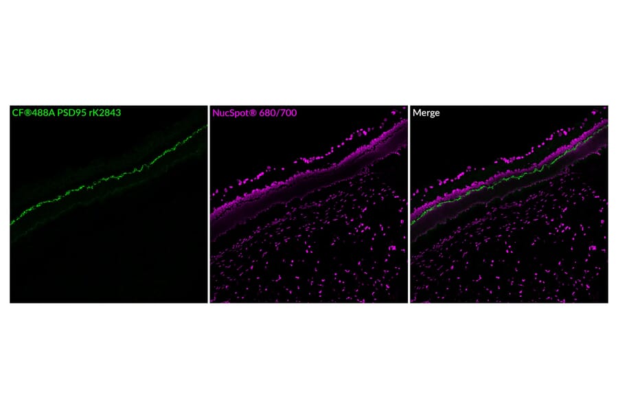 Immunofluorescence - Anti-PSD95 Antibody [rK28/43] (CF®740) (A352073) - Antibodies.com