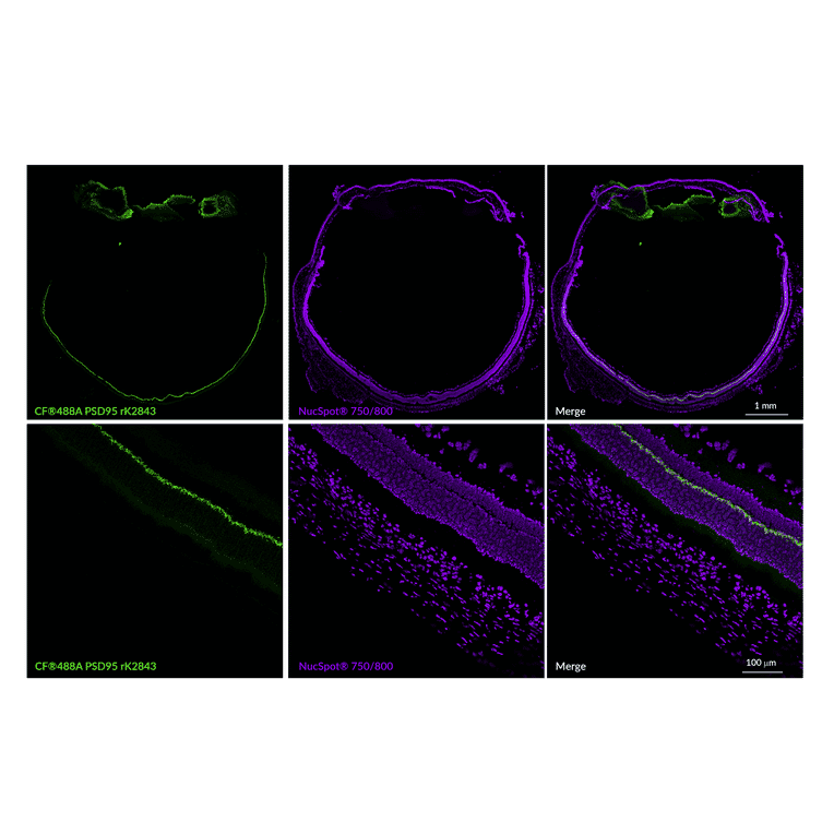 Immunofluorescence - Anti-PSD95 Antibody [rK28/43] (CF®740) (A352073) - Antibodies.com