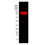 Wstern Blot - Anti-PSD95 Antibody [rK28/43] (CF®740) (A352073) - Antibodies.com