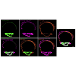 Immunofluorescence - Anti-PSD95 Antibody [rK28/43] (CF®790) (A352074) - Antibodies.com
