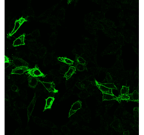 Immunofluorescence - Anti-HA Tag Antibody [r12CA5] (CF®568) (A352076) - Antibodies.com