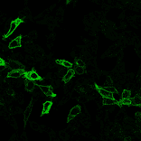Immunofluorescence - Anti-HA Tag Antibody [r12CA5] (CF®594) (A352077) - Antibodies.com