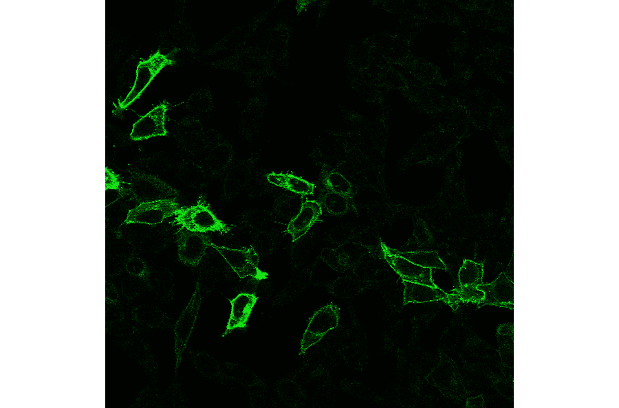 Immunofluorescence - Anti-HA Tag Antibody [r12CA5] (CF®647) (A352079) - Antibodies.com
