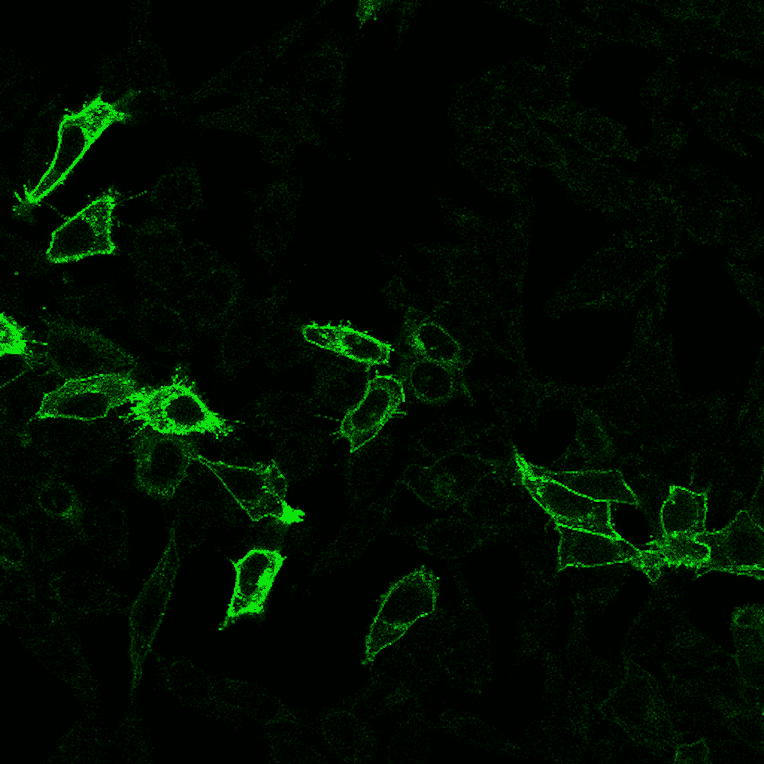 Immunofluorescence - Anti-HA Tag Antibody [r12CA5] (CF®647) (A352079) - Antibodies.com